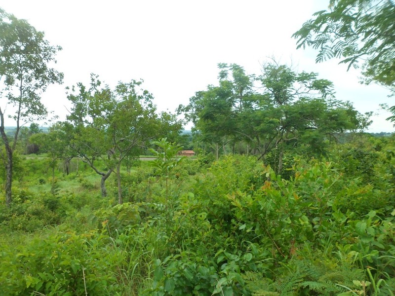 Visão oeste e a rodovia ao fundo - west view and the highway at the background