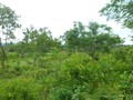 #3: Visão oeste e a rodovia ao fundo - west view and the highway at the background