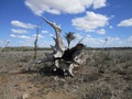 #8: Tronco próximo a Confluência. Trunk near the confluence