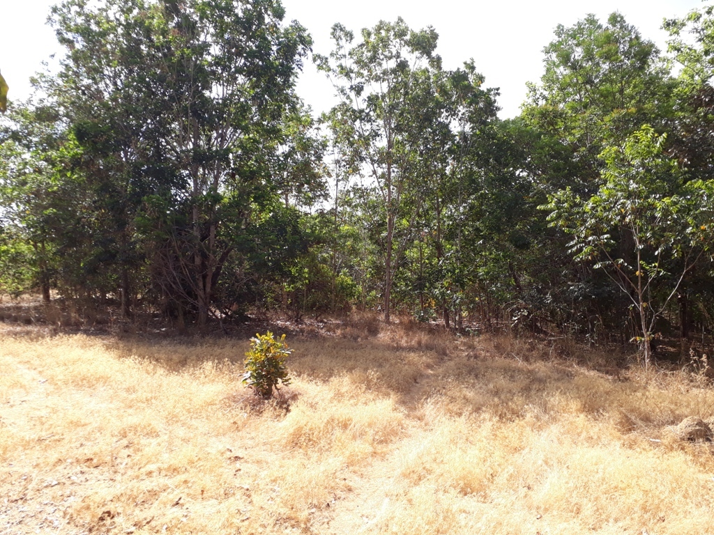 Visão norte - north view