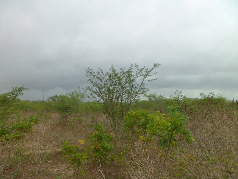 Visão oeste - west view