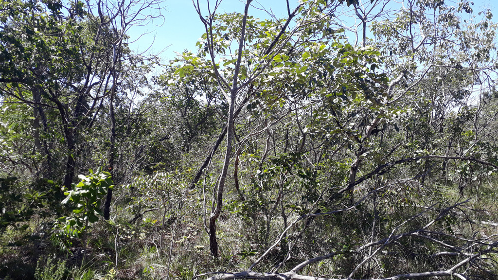 Visão geral - general view