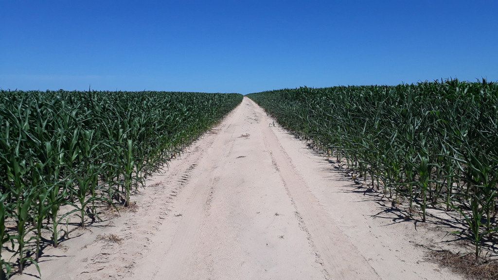 Estradinha no meio da plantação - little road in the plantation