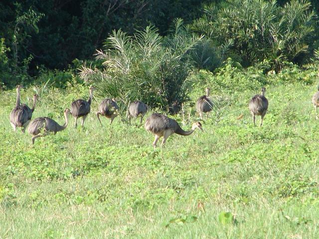 Brazilian ostrich close to confluence