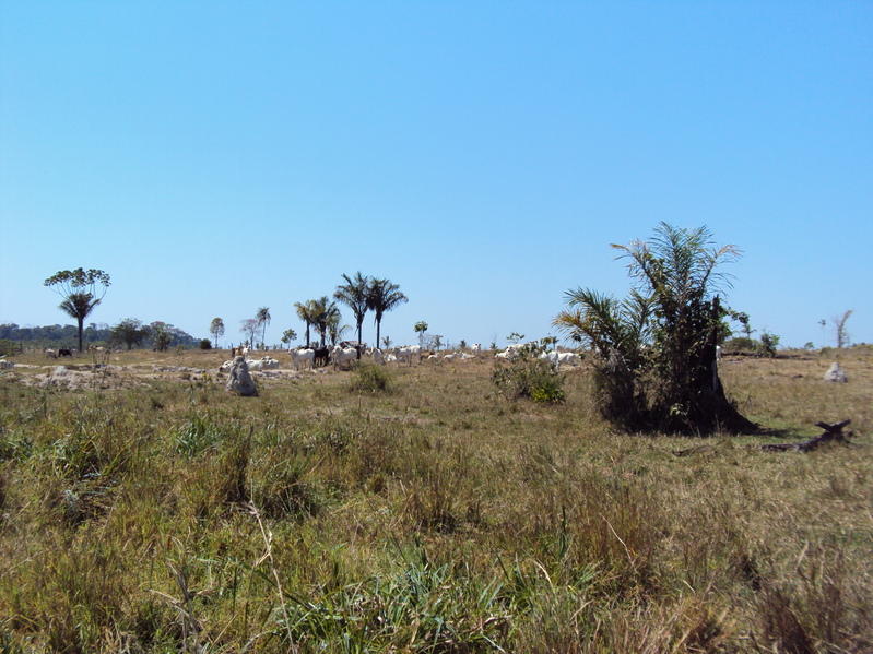 Visão leste da confluência. East View