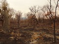 #7: Recent forest fire in the region