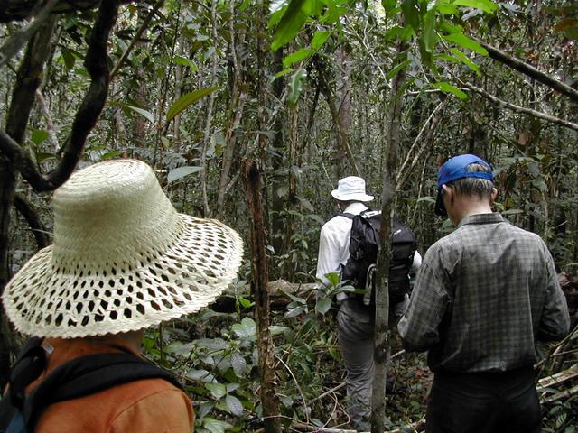 Stephen, Menno and Barbara going through the jungle