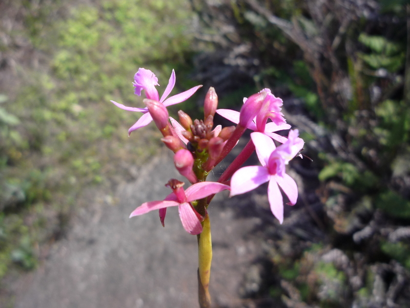 Orchid growing on the rock at 802 m ; flower less tham 1cm large