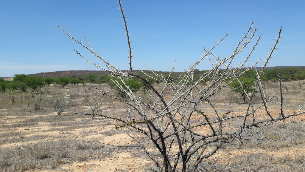 Visão oeste - west view