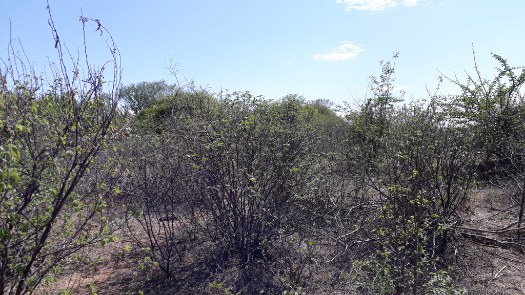 Visão oeste - west view