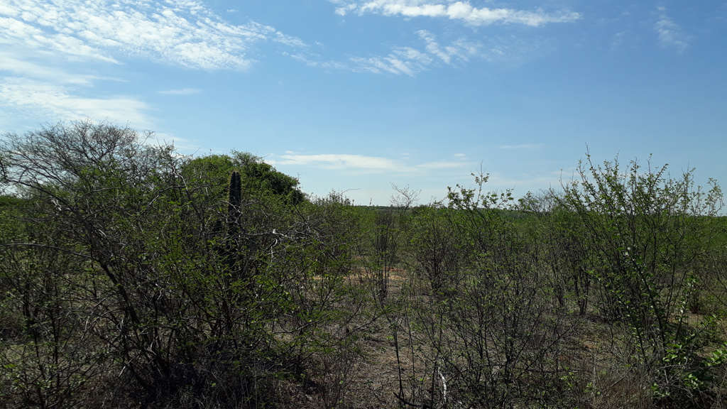 Visão norte - north view