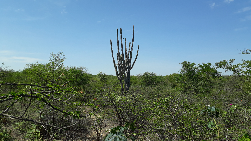 Paisagem na região da confluência - landscape in confluence region