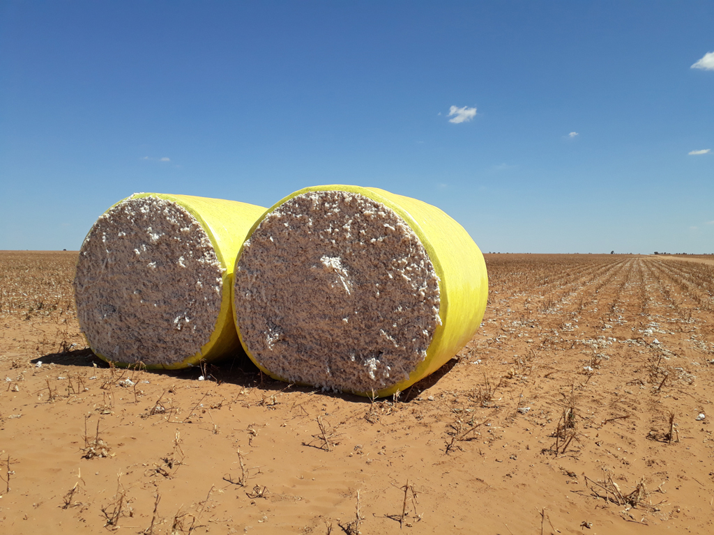 Algodão colhido - harvested cotton