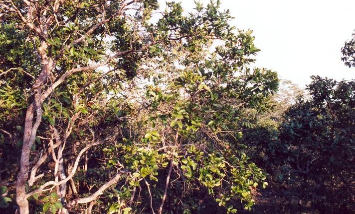 Confluence view - South