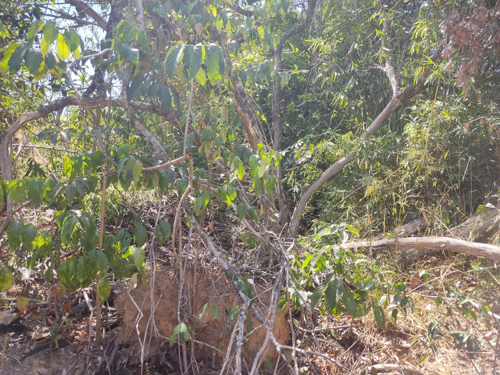 Visão leste e confluência 11 metros adiante - east view and confluence 11 meters ahead