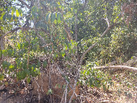 #4: Visão leste e confluência 11 metros adiante - east view and confluence 11 meters ahead