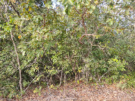 #7: Confluência 12 metros adiante - confluence 12 meters ahead