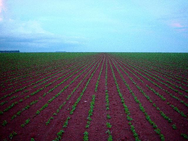 Soybean Field at the Confluence, Facing East