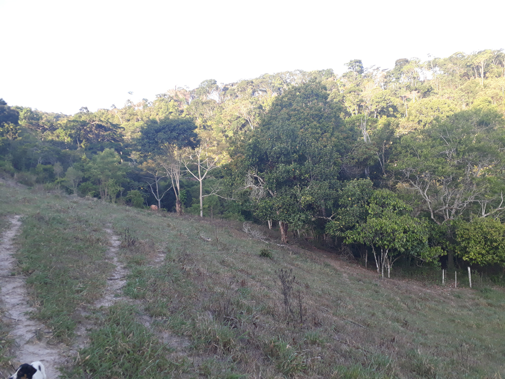 Caminhada pelo mato - hiking by the bush