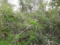 #6: A árvore caída bloqueava completamente o acesso e interrompeu a caminhada - the fallen tree blocked completely the track and finished the hike