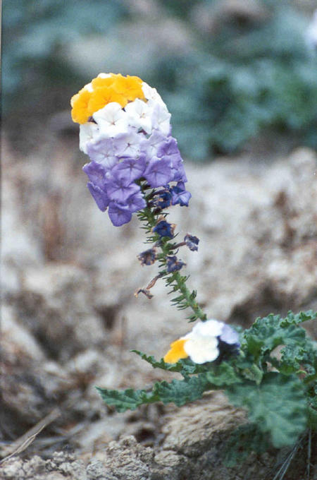 Beautiful flower from brazilian cerrado.