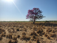 #7: Confluência 290 metros adiante - confluence 290 meters ahead