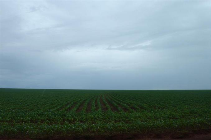 Soybeam fields close to confluence