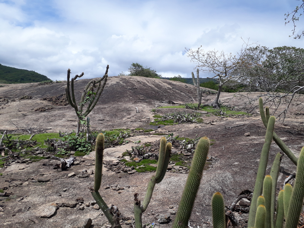 Paisagem de pedras e cactus na região da confluência - landscape of stones and cacti in confluence region
