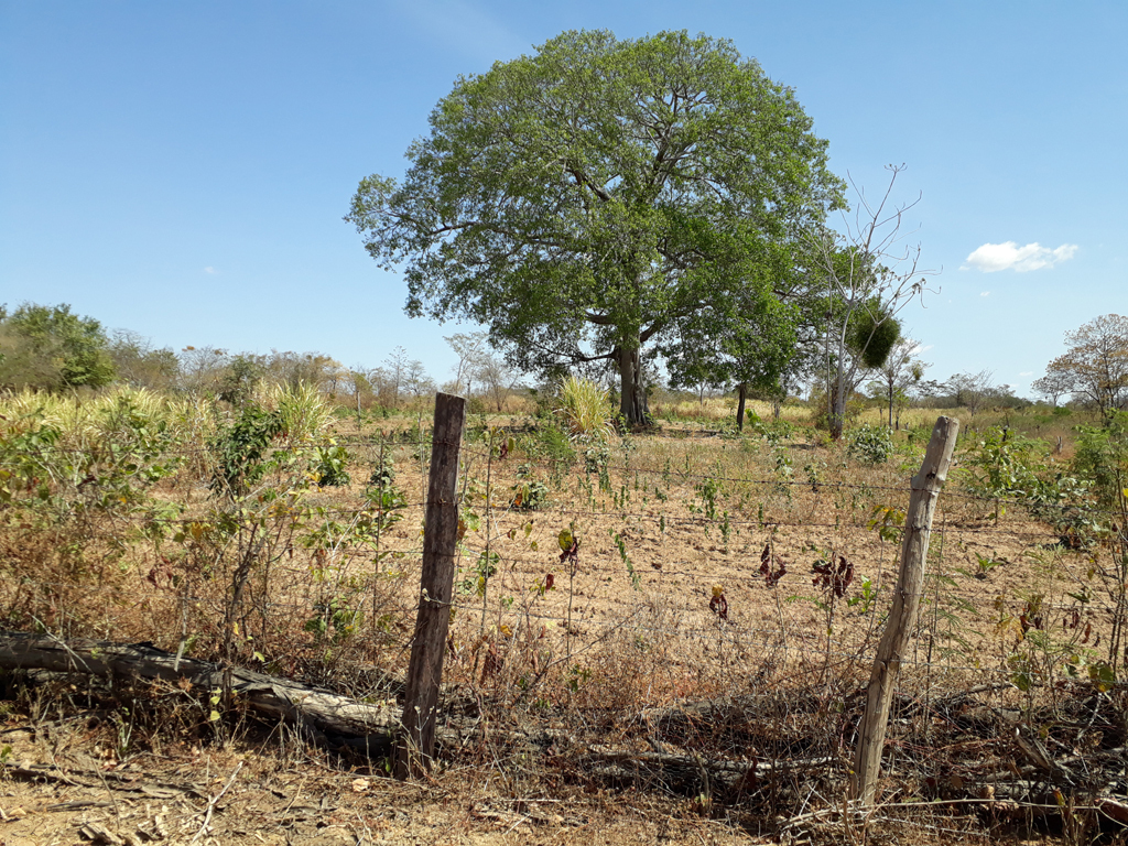 Visão geral, confluência próxima à árvore - general view, confluence near the tree