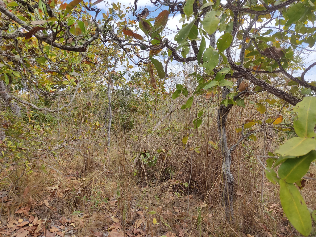 Visão oeste - west view
