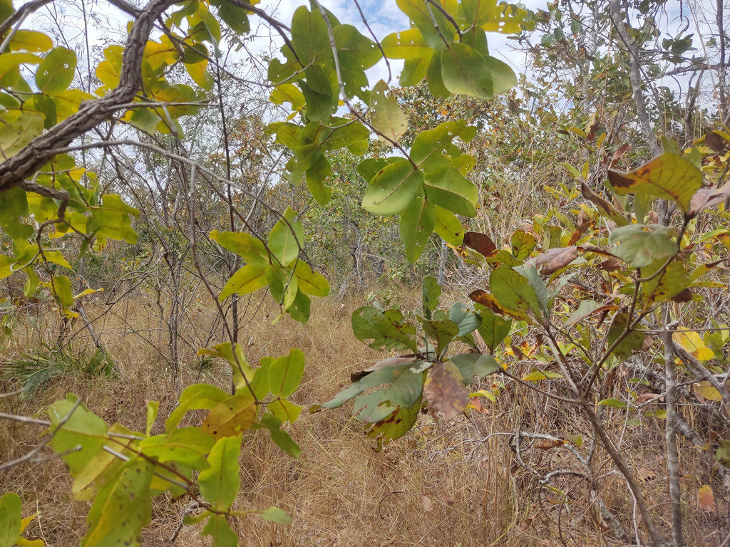 Visão leste - east view