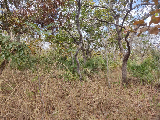 #1: Visão geral - general view