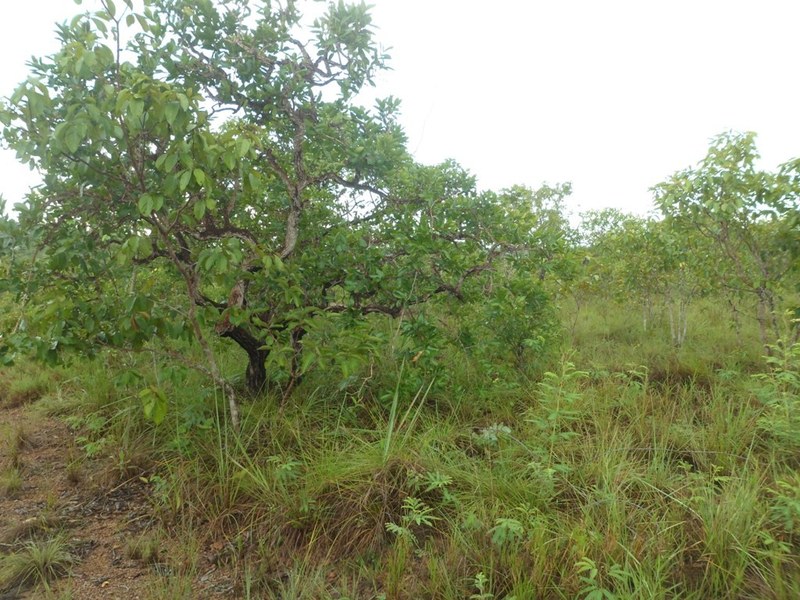 Visão geral - general view