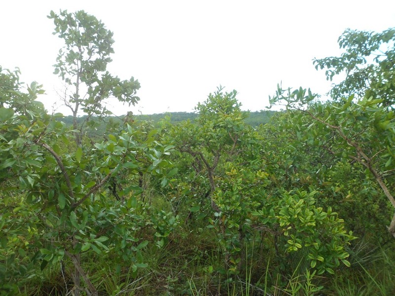 Visão norte - north view