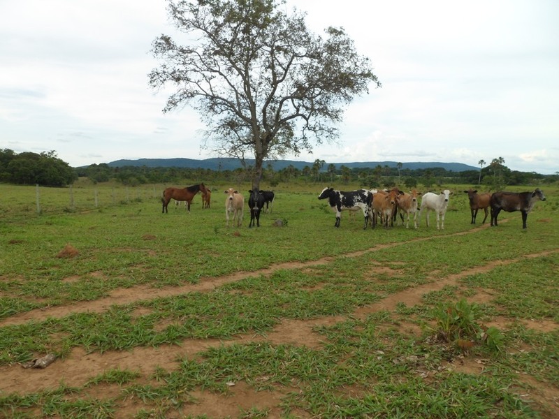 Gado que dificultou a visita - cattle that hardened the visit