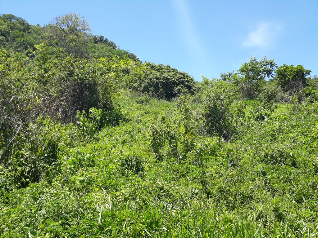 Visão geral, montanha acima - general view, going up