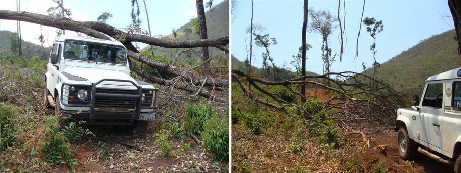 Passagem impedida por uma arvore caida. - Blocked road