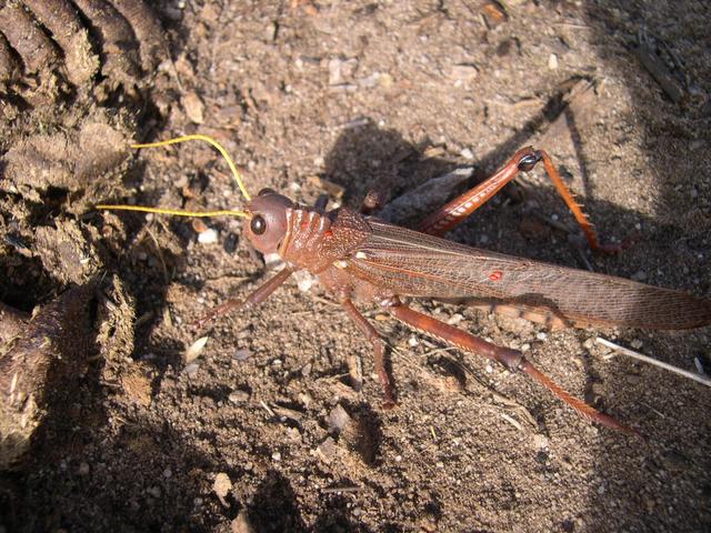 A grasshopper a insect of this region