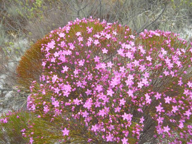 some flowers near the confluence