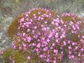 #9: some flowers near the confluence