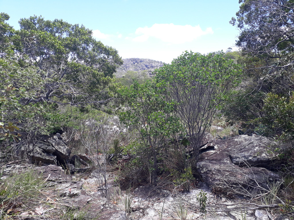 Pedras e mato - rocks and bush
