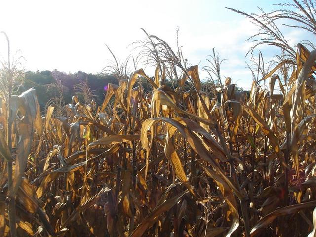 Corn field 700 m behind the confluence