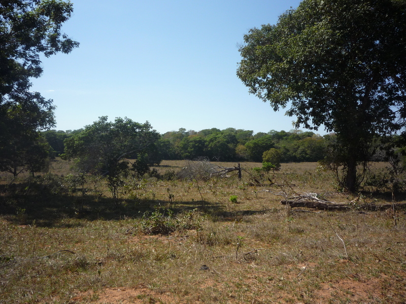 Grassland at the forest limit