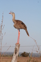 #8: A lot of Seriema along the road