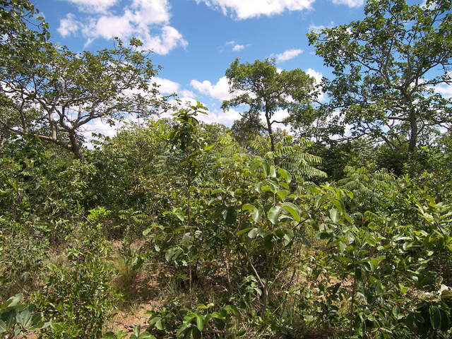 Vista para o Norte.