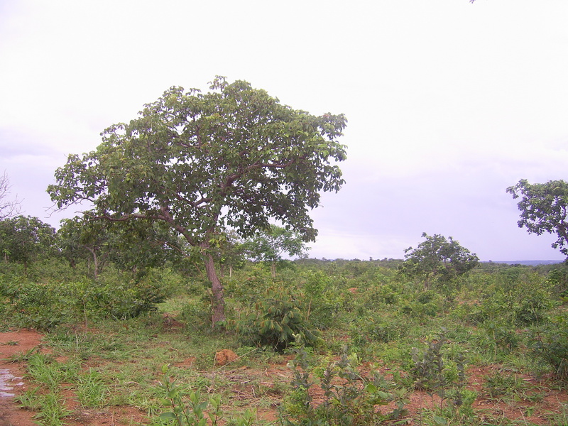 Vista oeste - west view