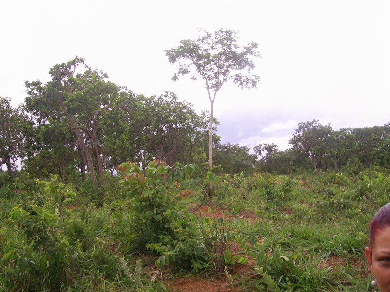 Vista leste - east view