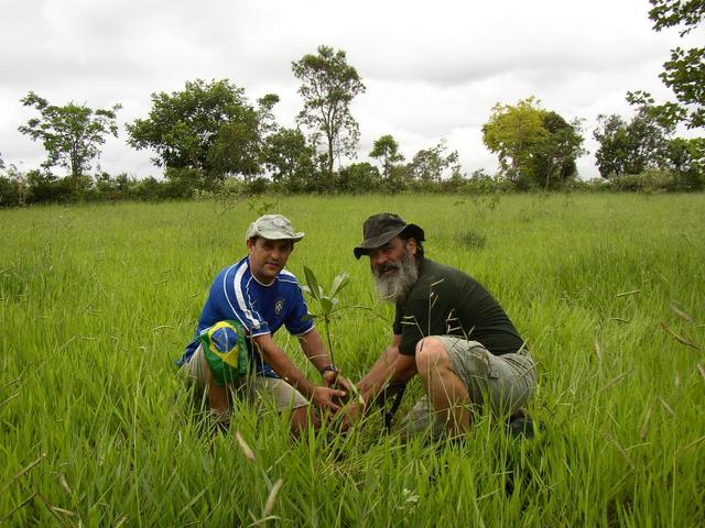 Plantando a muda de árvore