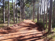 #8: Caminhada parte 1: bela estrada cercada de árvores - hiking part 1: beautiful road surrounded by trees