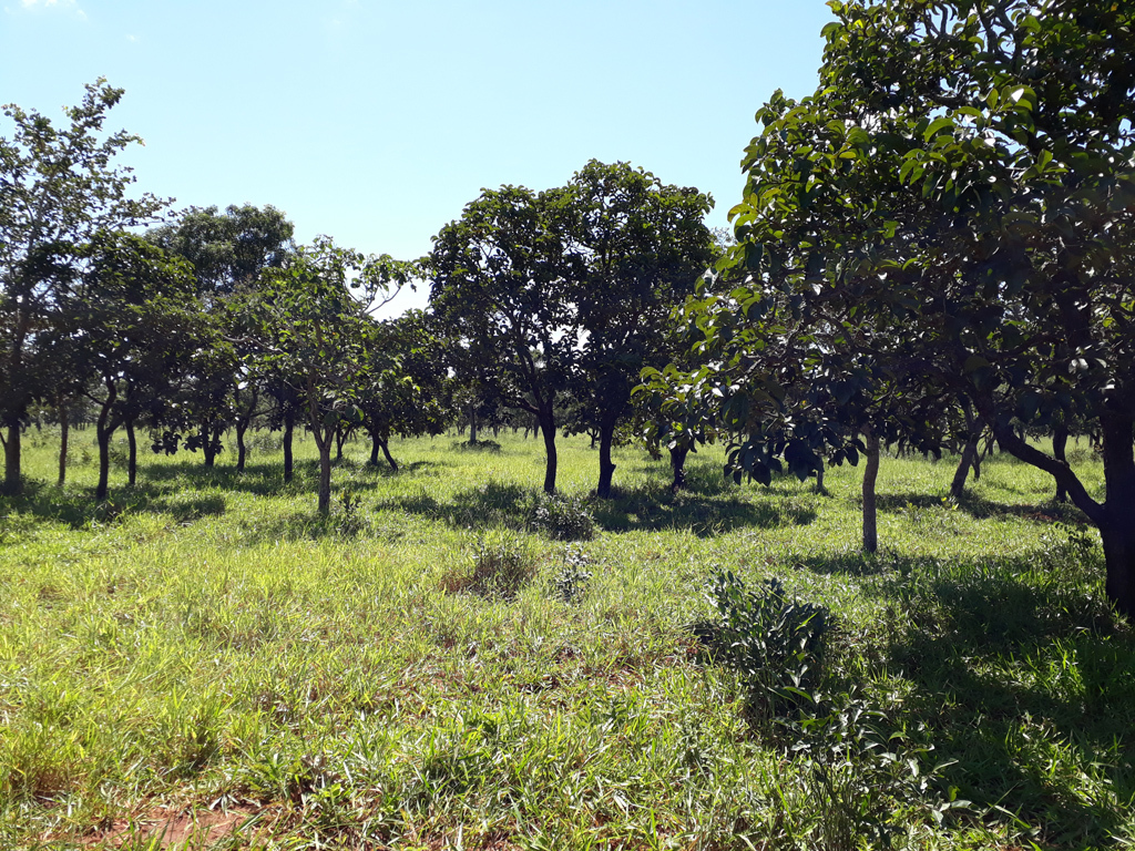 Visão leste - east view